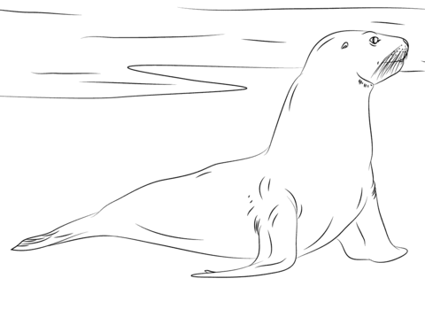 New Zealand Sea Lion Coloring Page